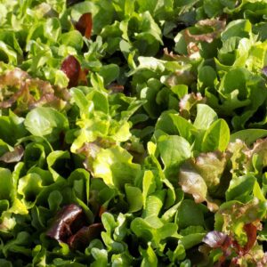 mesclun